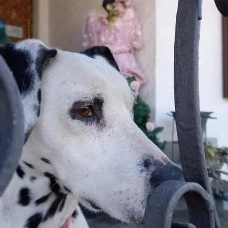 La Gerbolina San Giusto Canavese