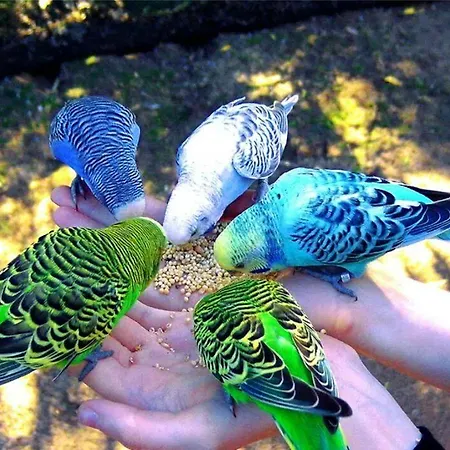 La Gerbolina Bed & Breakfast 4*